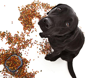 Dog Food Production Line